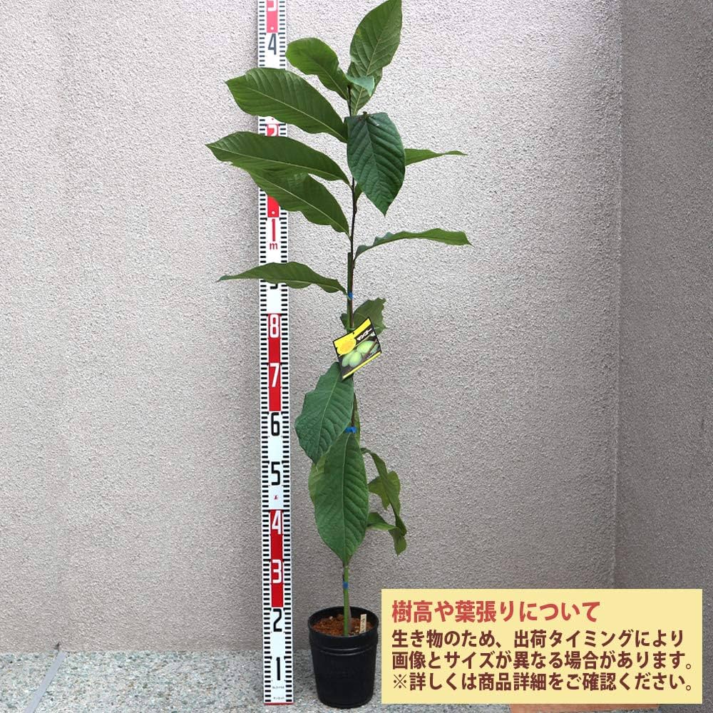 果樹の苗】希少品種マンゴー苗6号サイズ接木苗接木2年生苗