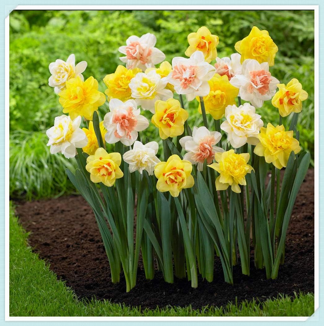 スイセン球根 混色のきれいな植物種球花 美しい鉢植え 40球根 花 Amazon