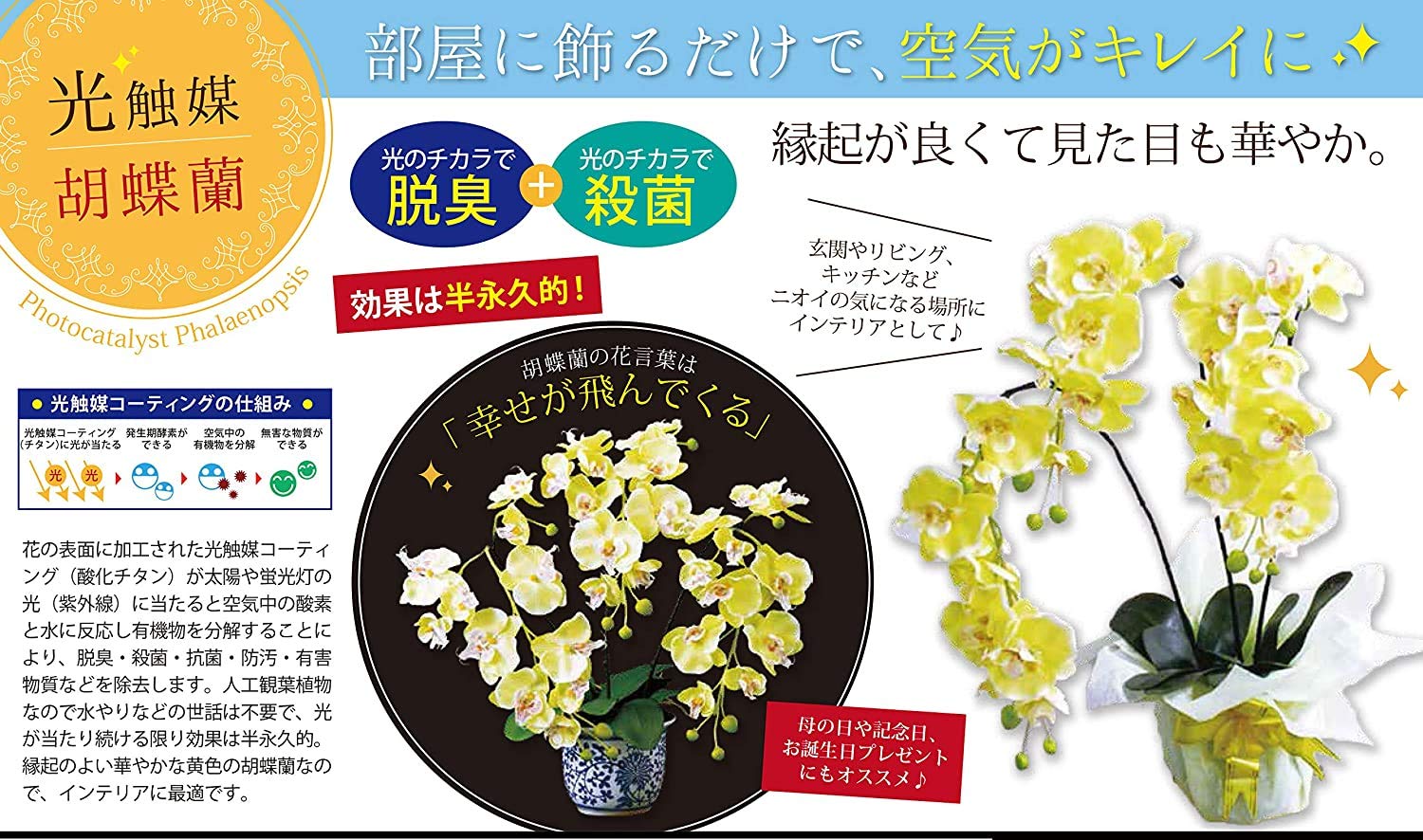 Amazon.co.jp: 磁器の鉢に入った胡蝶蘭（光触媒）金運の黄色 胡蝶蘭 こ