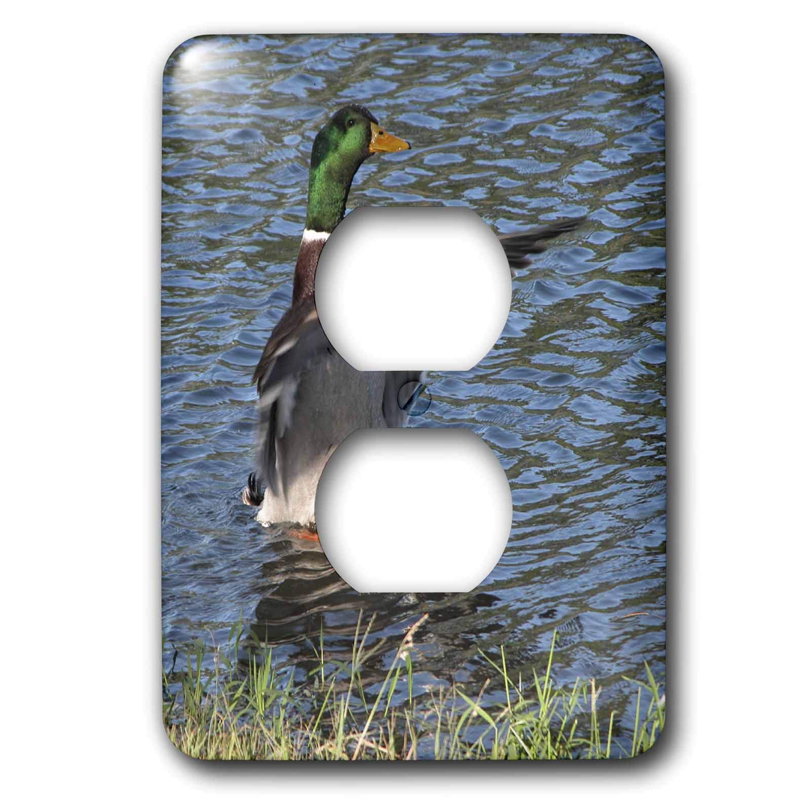 Drake canard colvert mâle sur plaque double prise au design haute définition