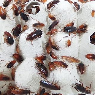 レッドローチ生体・繁殖コロニー