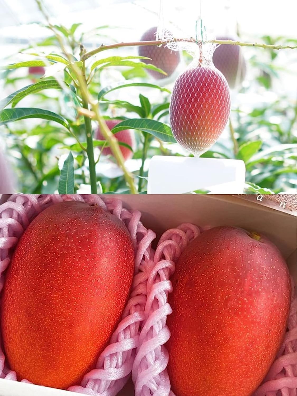 N.G.M.AGROCARE Grafted Original Genetic Japanese Miyazaki Mango Unique Live Plant Variety : Taiyo No Tamago (Eggs Of Sun) (pack of 1 healthy live plant)
