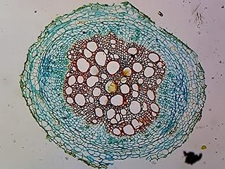 Angiosperms Roots - Microscope Slide
