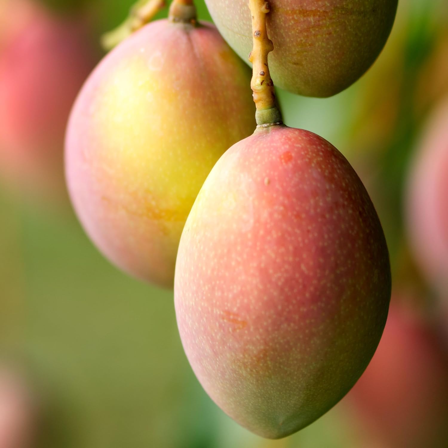 Live Grafted Glenn Mango Tree, Mango Plant, 2 to 3 Feet Tall in 3 Gallon Pot - Cannot Ship to CA, HI