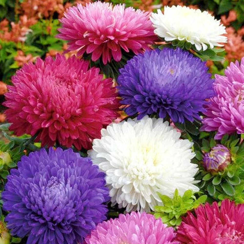 KVITER 500 Seeds Powder Puff China Aster Seed Mix Callistephus Chinensis Cut