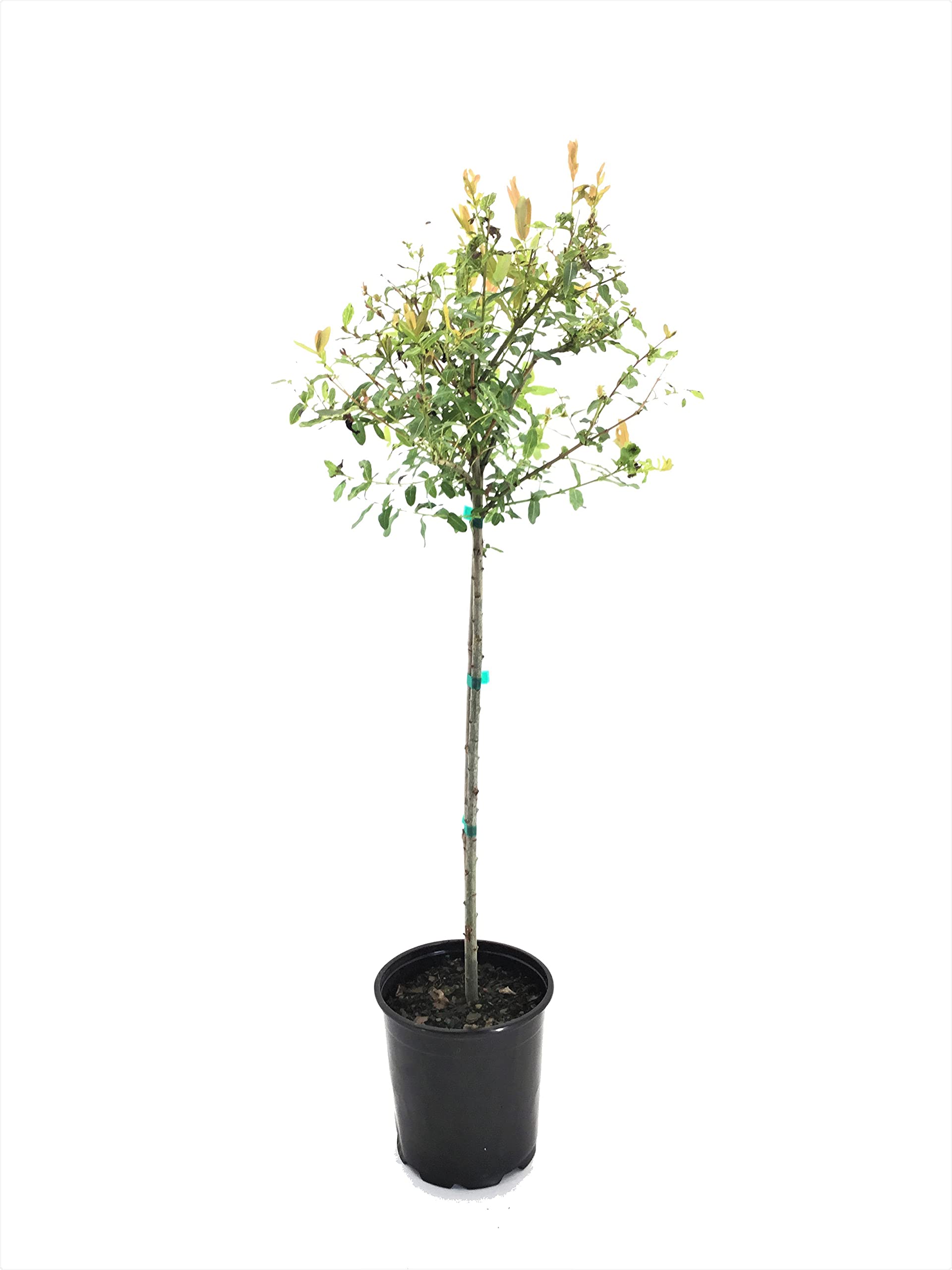 Buy Premier Solutions 19886 Dappled Willow (Salix I.) Hakuro Nishiki ...
