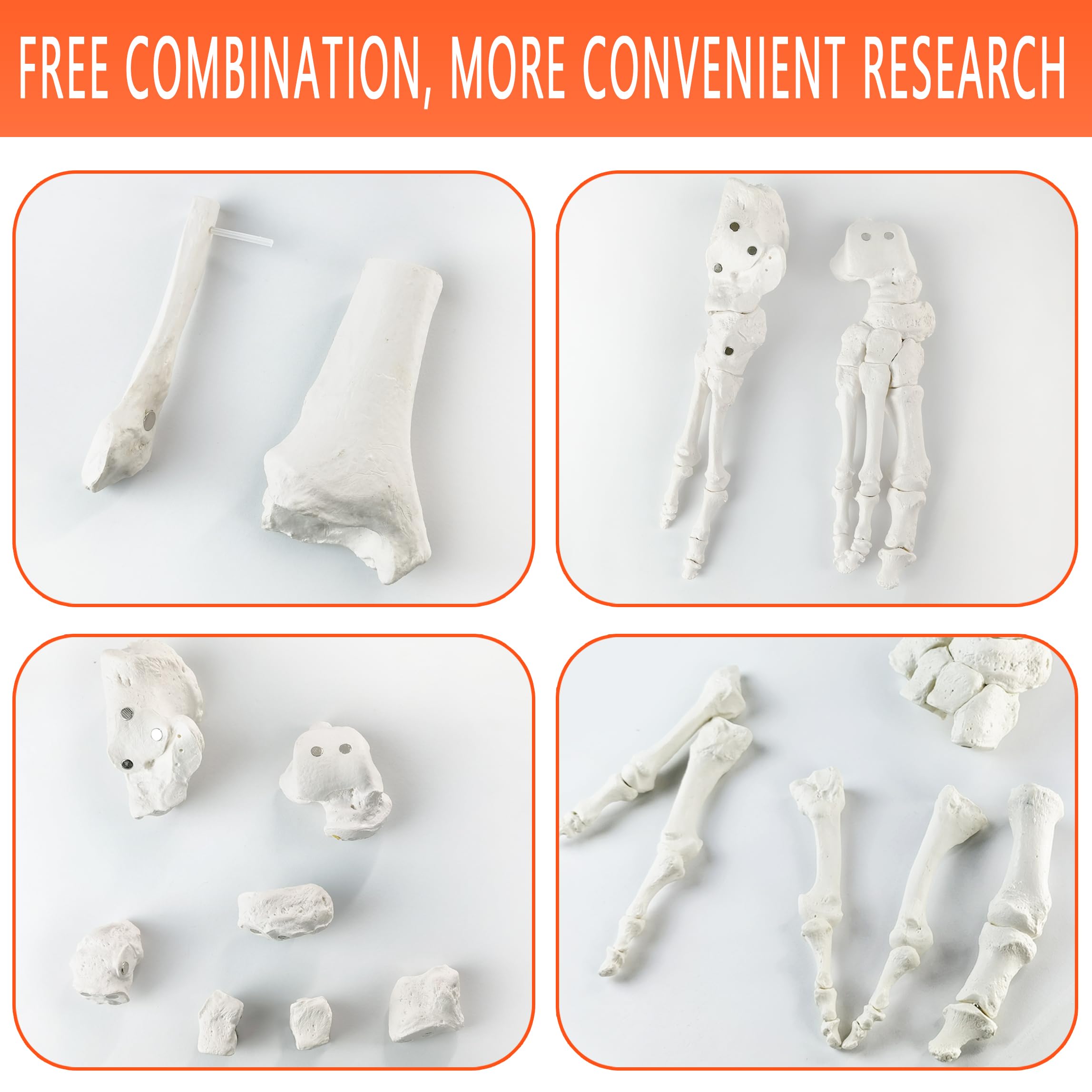 EVOTECH SCIENTIFIC Modello del piede del magnete, Modello anatomico del corpo umano, 2024