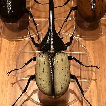 71dlCIpj3-L._AC_UF350,