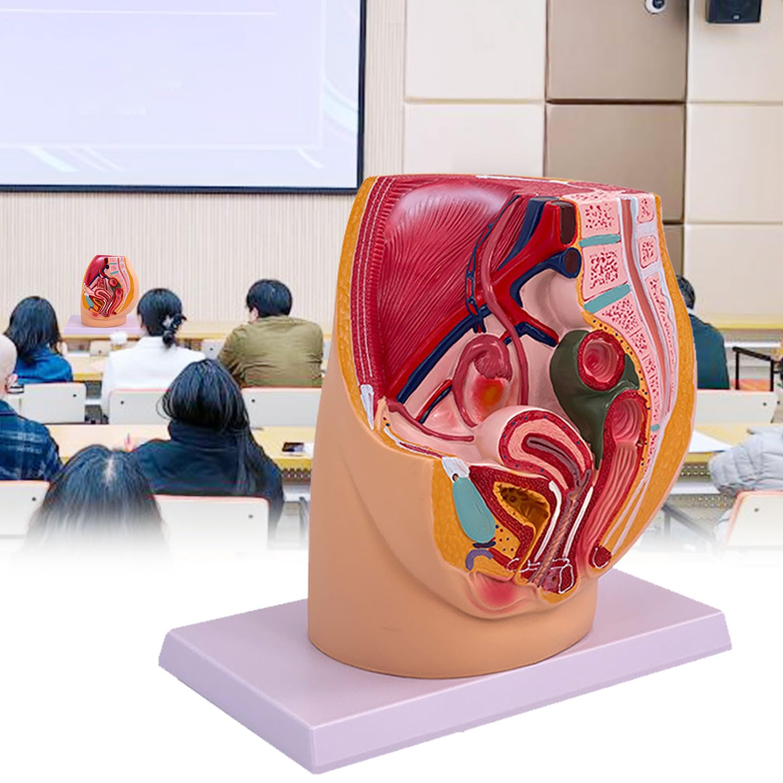 Gravidanza Femminile Modello di Anatomia Pelvica Anatomica Femminile Cavità Pelvica per Allenamento Ostetrico Impostazioni Cliniche Studio Anatomico