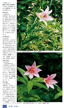 日本の花本 71OYa0LkqEL.jpg