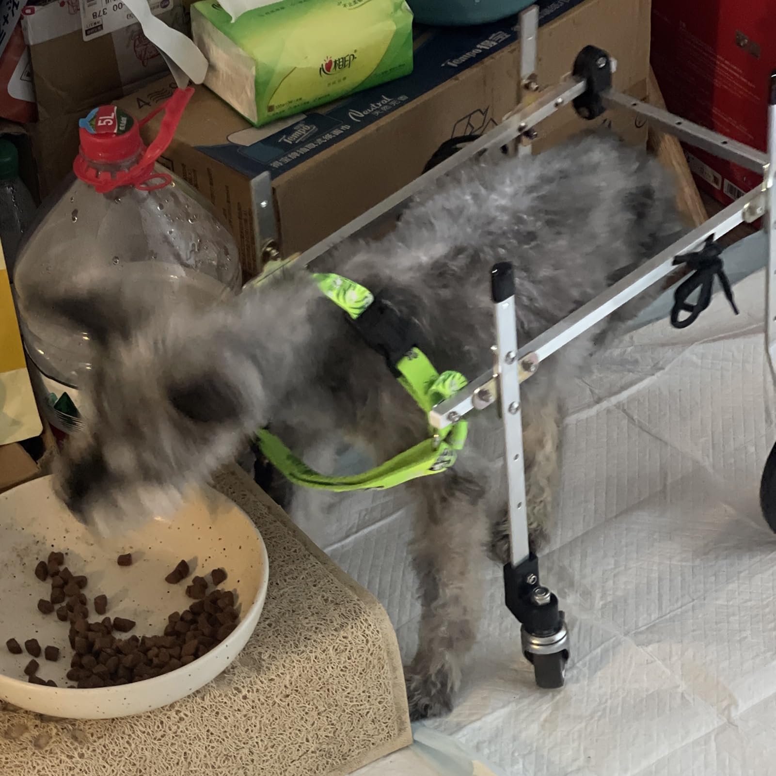 Silla de ruedas para perros pequeños y remolque para bicicleta de mascotas de cuatro patas