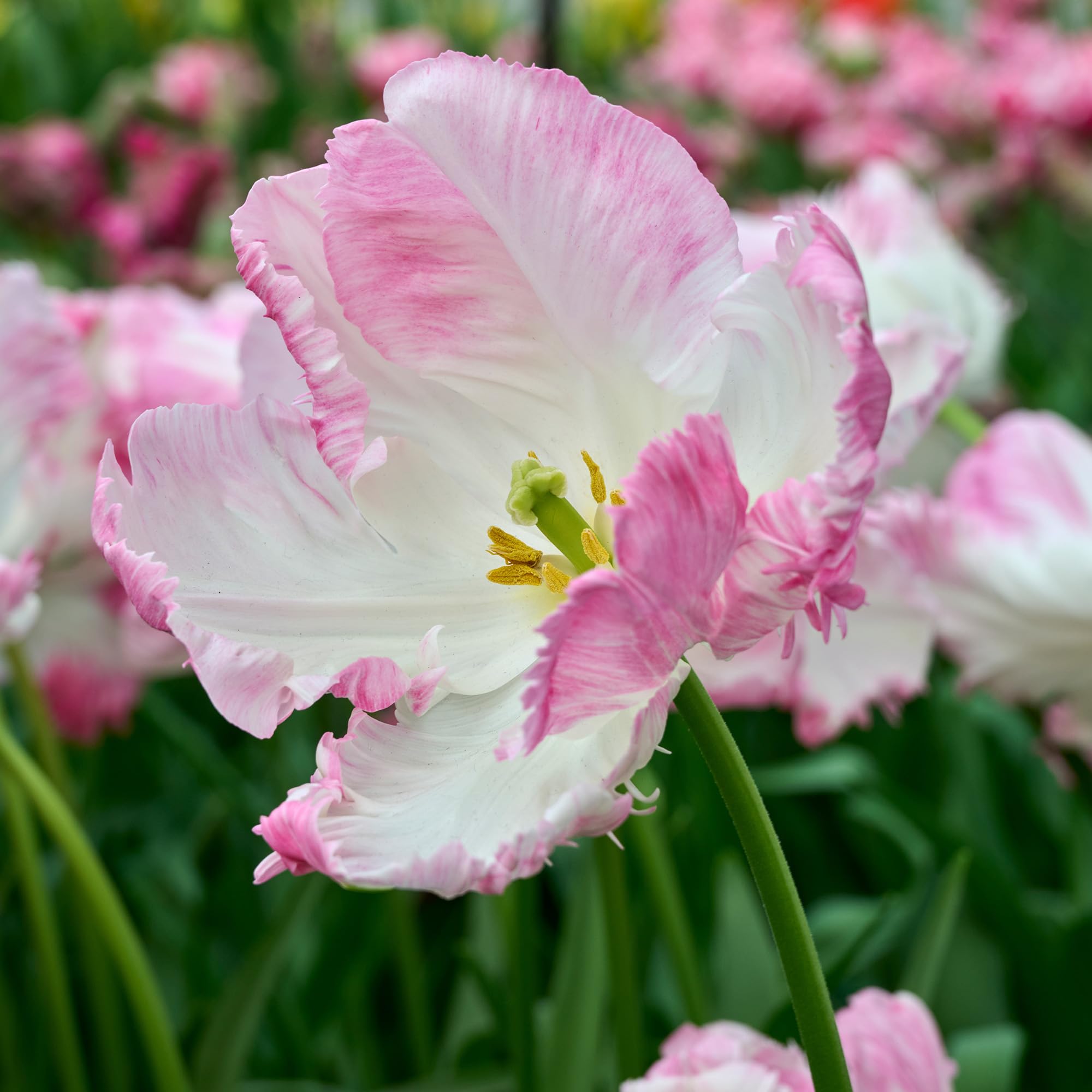 Tulipano Cabanna - Bulbi perenni primaverili da piantare in autunno
