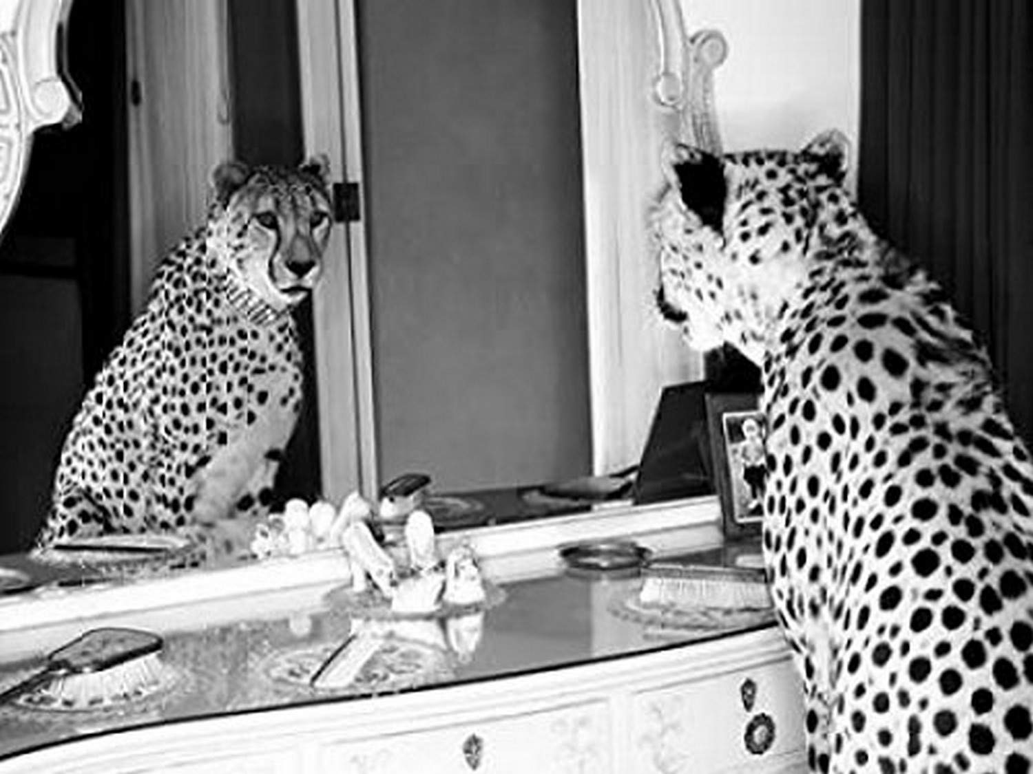Posterazzi Cheetah looking in mirror Poster Print by Emma Rian, (11 x 14)