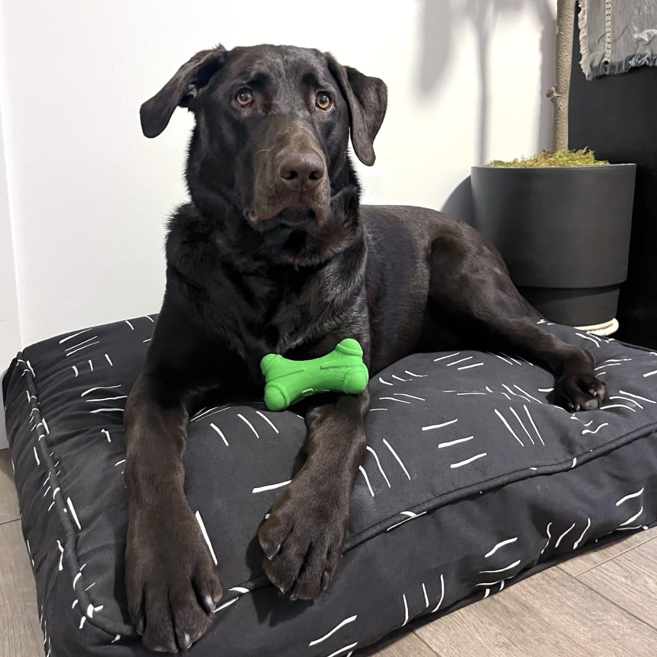 Molly Mutt Funda de Cama para Perro Mediana a Grande – Dreams – Mide 27 x 36 x 5 Pulgadas – 100% algodón – Duradera, Transpirable – sostenible – Funda de Cama para Perro Lavable a máquina