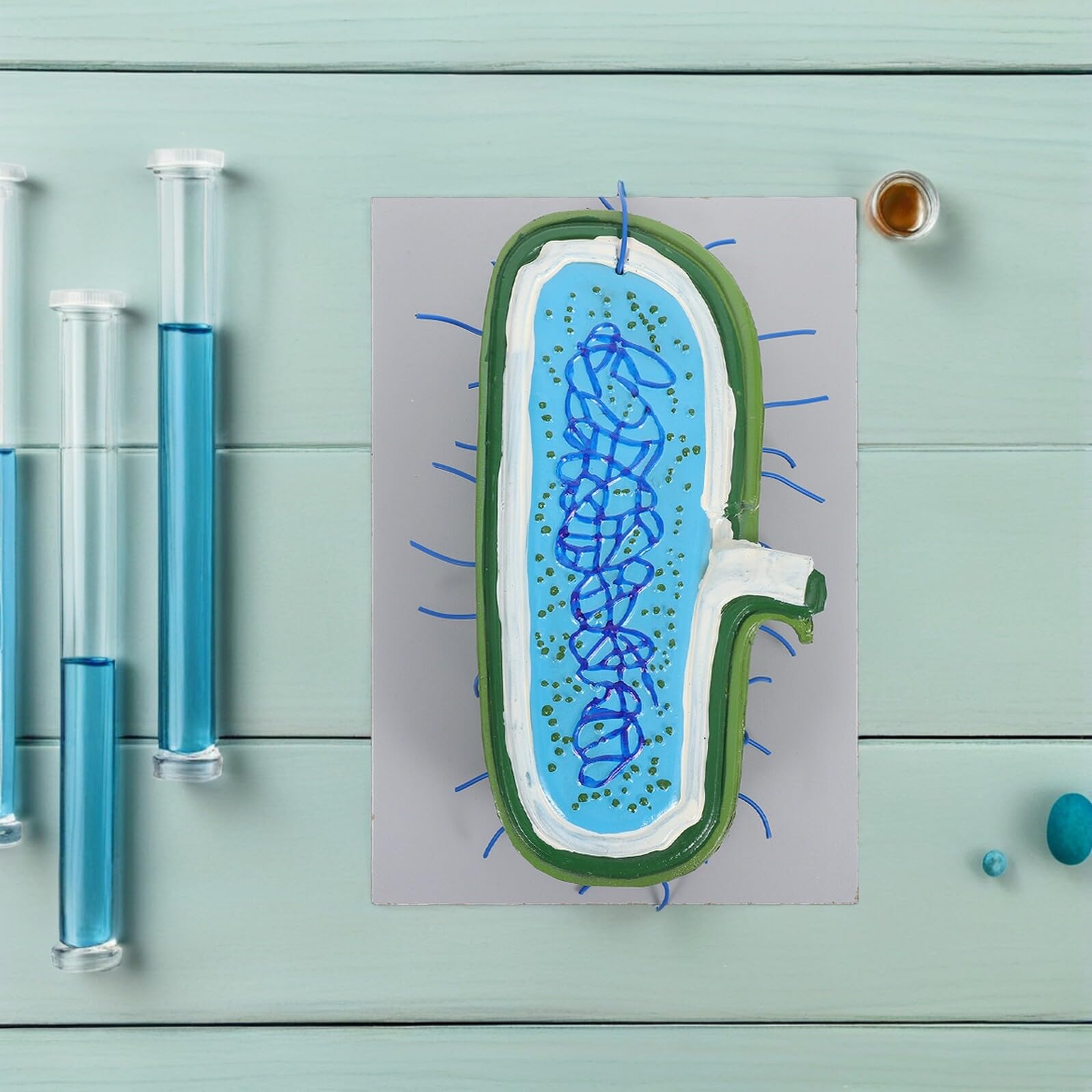 Vergrößertes Zellkernmodell aus Kunststoff für Biologieunterricht | Detaillierte Zellorganellen Darstellung, Demonstrationsmodell für Schüler, Naturwissenschaftlicher Unterricht
