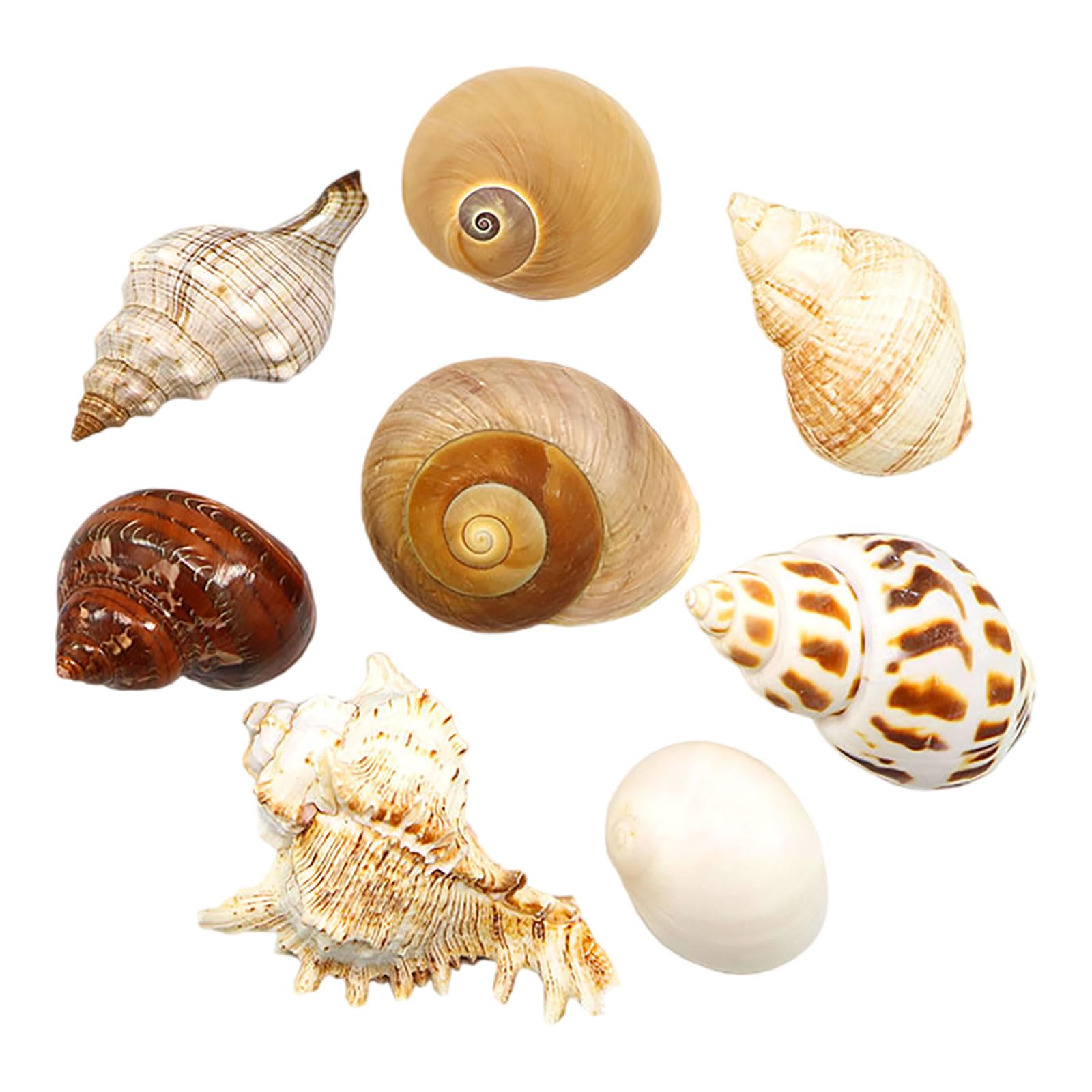 LuMOUzhou Conch Hermit Crab Shells