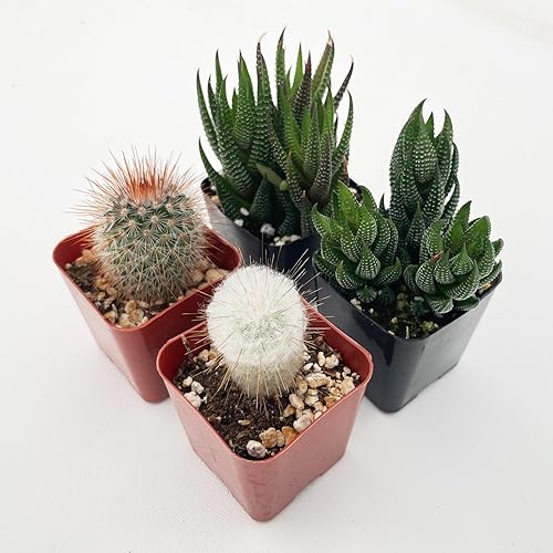 Plantas suculentas (paquete de 4), suculentas vivas totalmente enraizadas en macetas de cultivo de 2 pulgadas, planta de casa única en maceta para