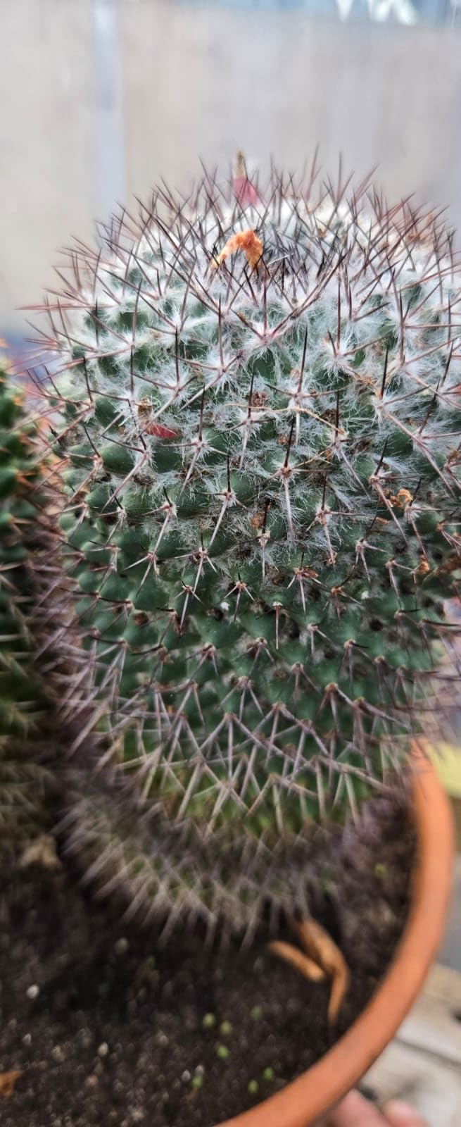 Cactus Succulent Soil, Natural Indoor Potting Compost Mix Enriched with Special Nutrients - Image 3