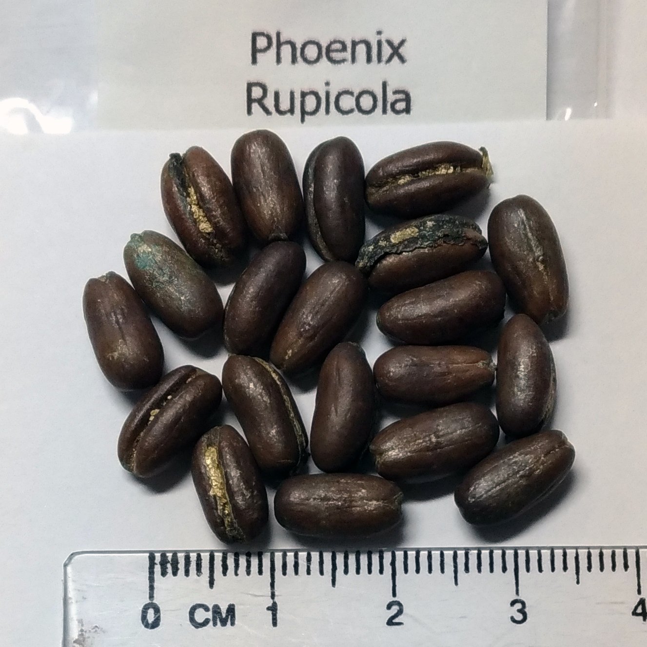 Amazon｜【観葉植物／種子】Phoenix Rupicolaフェニックス・ルピコラ