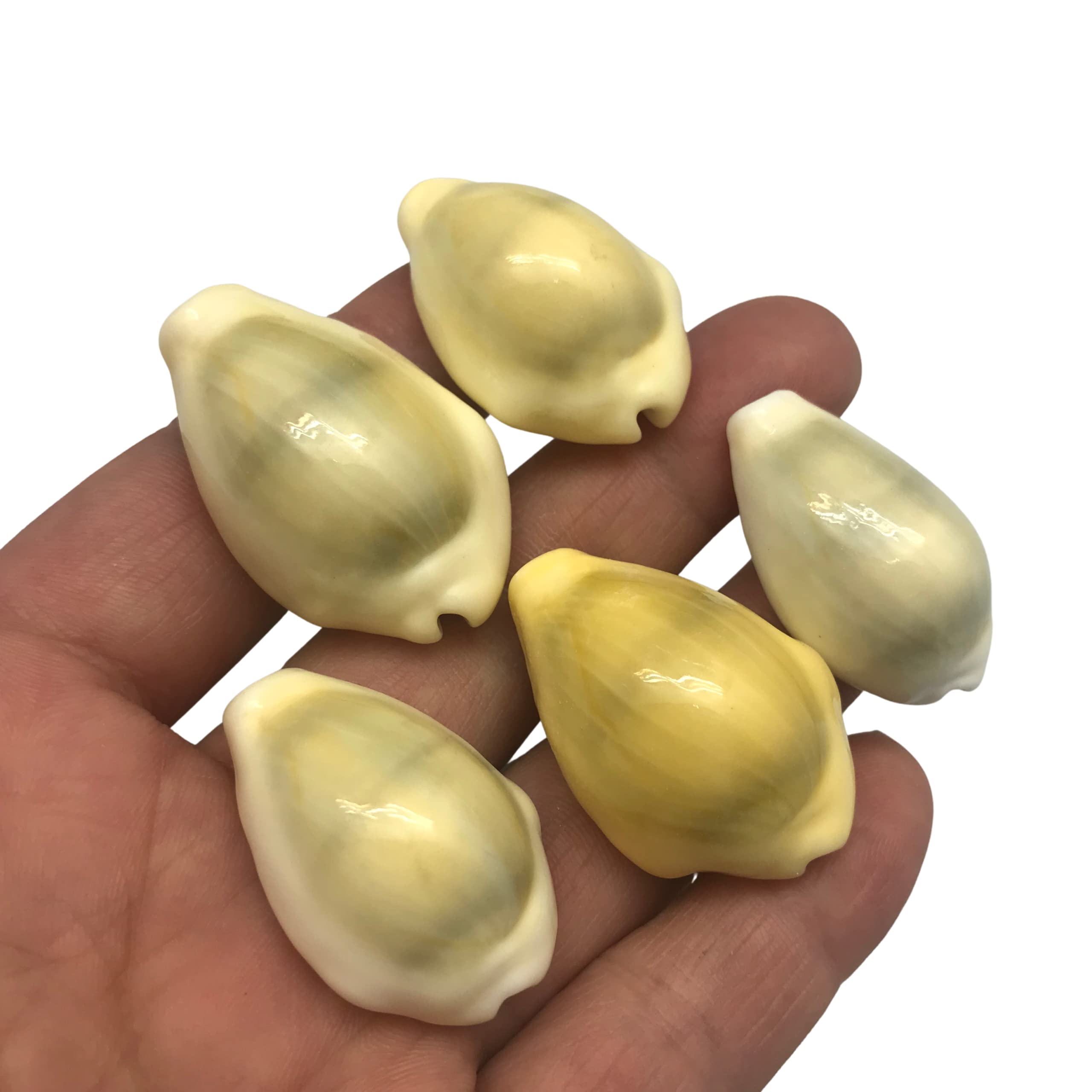 PEPPERLONELY 12PC Serpent's Head Cowrie Sea Shells, Cyprae Caputserpentis Shells, 1-1/4 Inch ~ 1-1/2 Inch (#77827)