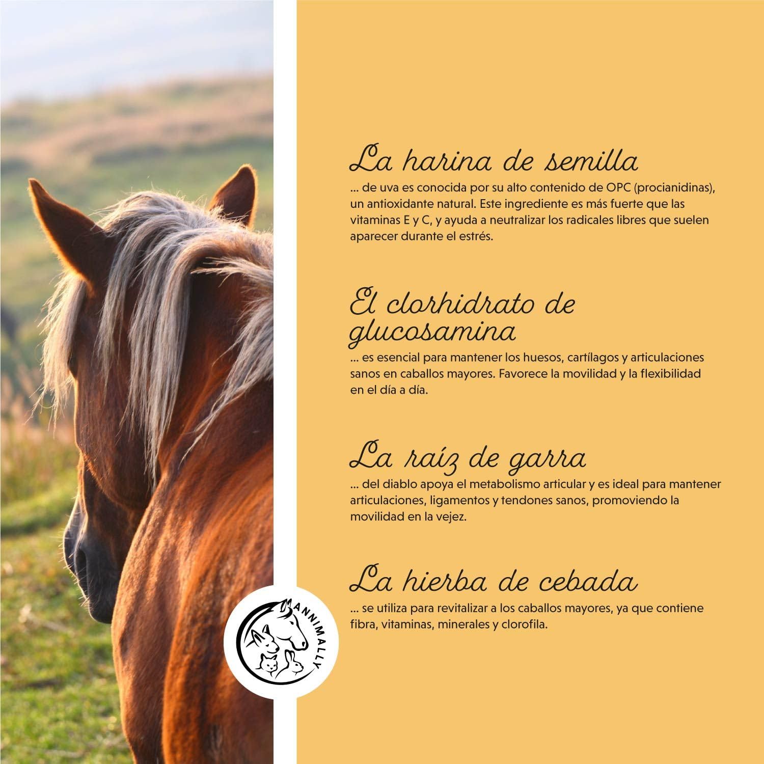Annimally Senior Vital Polvo para Caballos con MSM, Semilla de UVA, Glucosamina, Garra del Diablo - Suplemento Senior para apoyar el corazón, la circulación, los Huesos y Las articulaciones