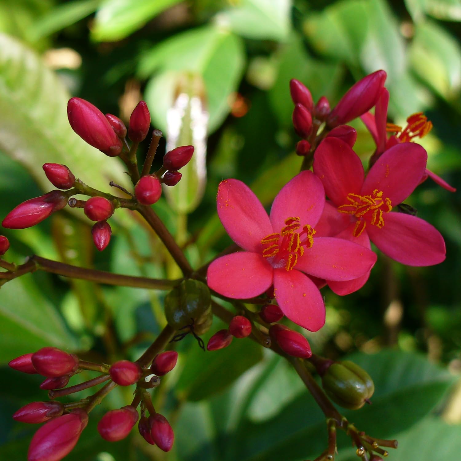 See full amazon price history chart for Hug A Plant | Jatropha (Nettlespurges) - Flowering/Ornamental Live Plant (Home & Garden) Hug A Plant | Jatropha (Nettlespurges) - Flowering/Ornamental Live Plant (Home & Garden) (B0C9M31NCG) Amazon Price History, Amazon Price Tracker