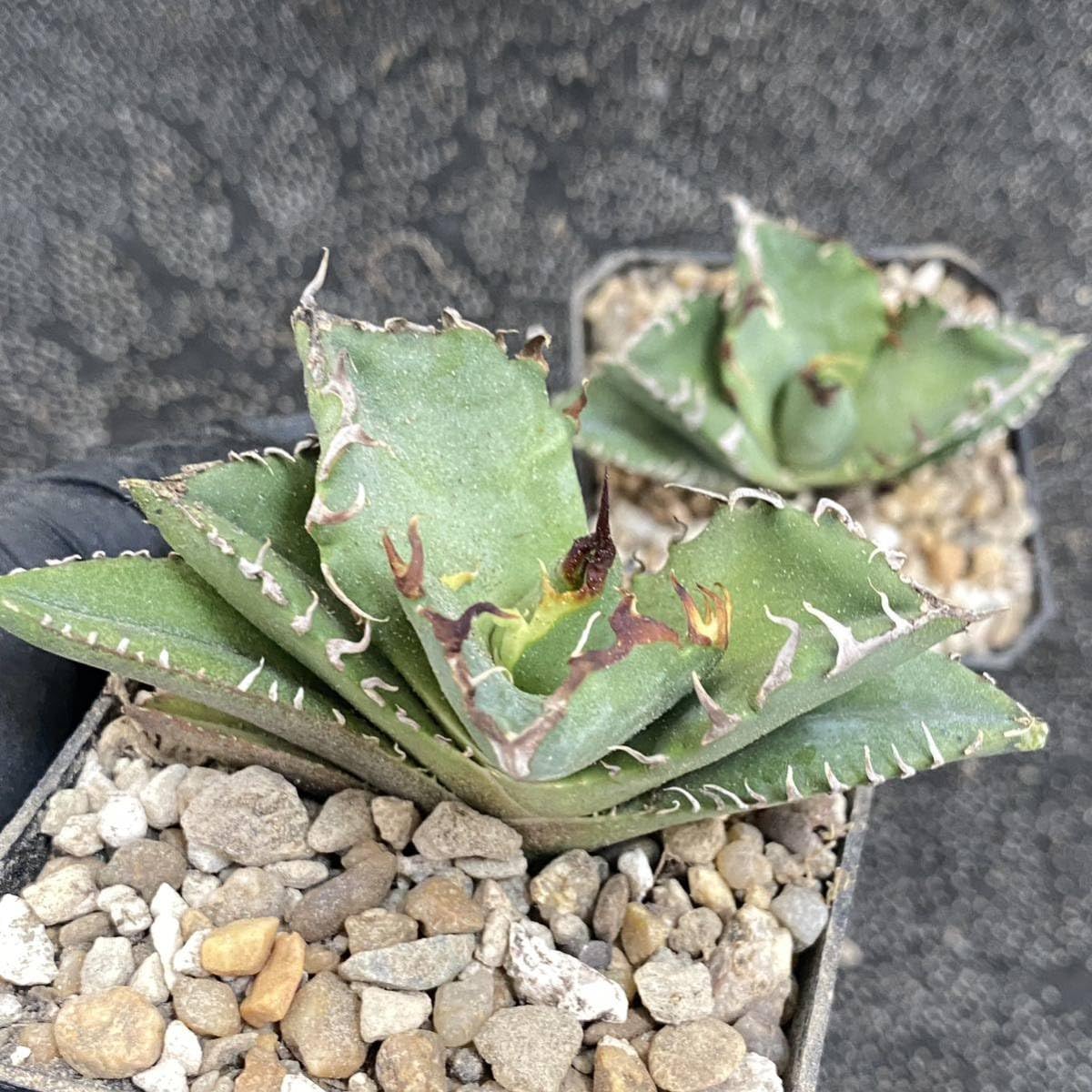 Amazon.co.jp: ［メリクロン苗］多肉植物 アガベ チタノタ カニ