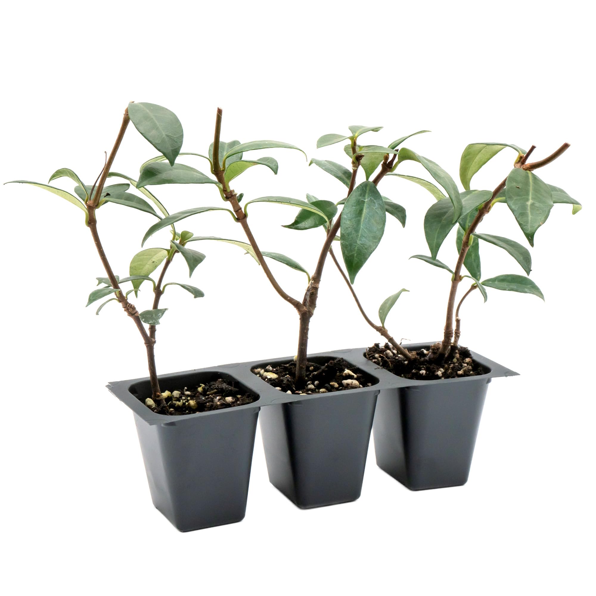3 Star Jasmine in 2.5 Nursery Cubes
