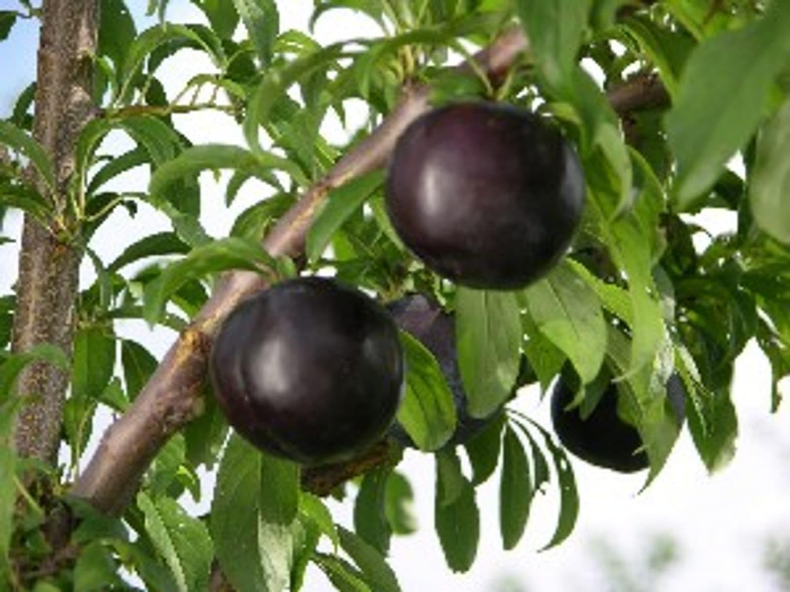 GreenEarth Original Dwarf Variety Black Diamond Aloo Bukhra Plum Fruit Live Plant (Grafted) Very Sweet (Fruit After 1 Year) (B0CQ2YKS97) Amazon Price History, Amazon Price Tracker
