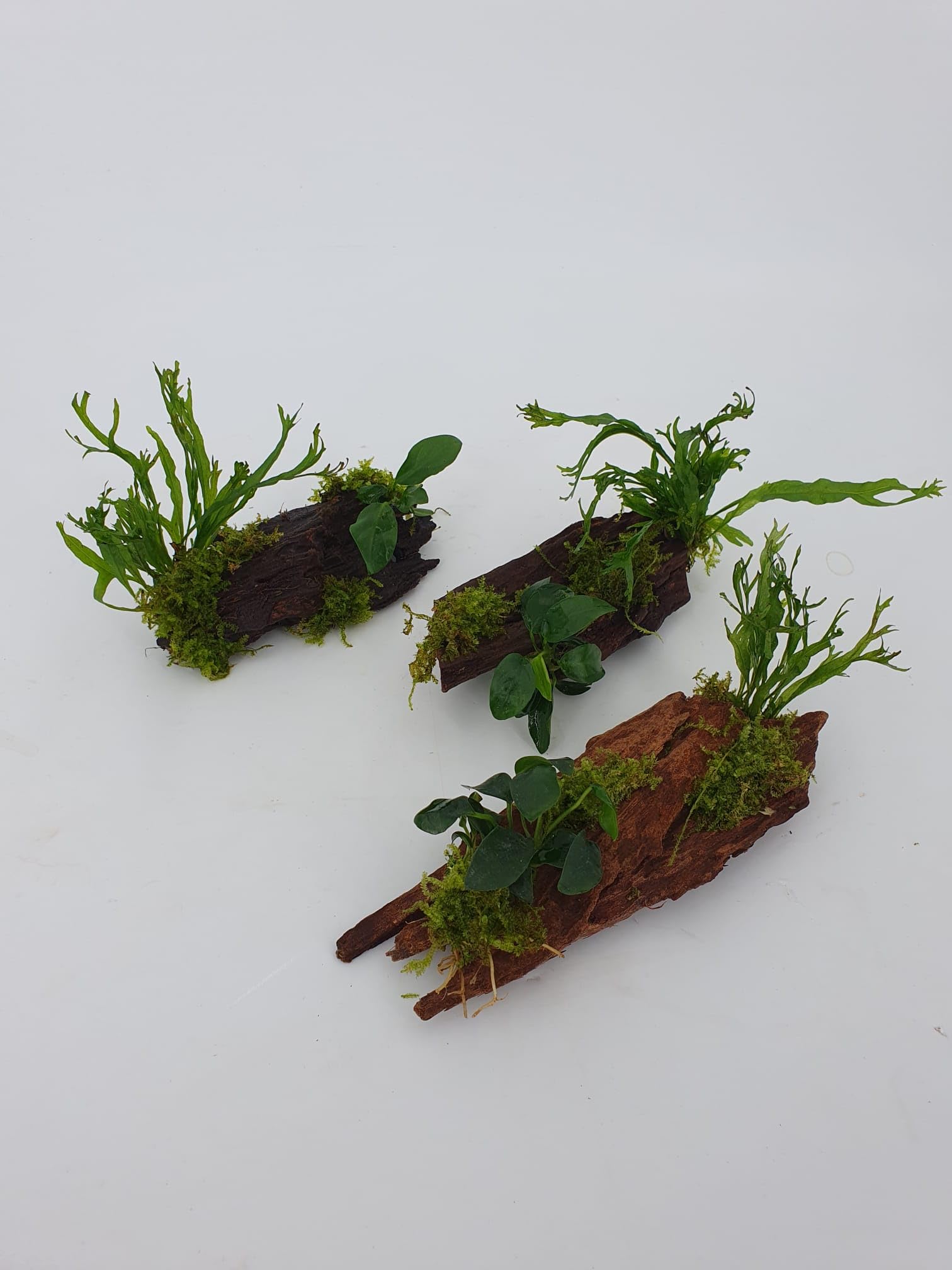 SAHAWA Mangrove Wurzel 3er Pack fr Nanobecken mit Echtem Farn oder Anubias  und Moos Bepflanzt, Aquarium Deko, Handmade, Gre ca. 10-15 cm :  Amazon.de: Haustier