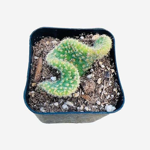 Plantas de cactus suculentas vivas (2 pulgadas Opuntia Microdasy Golden Swirl Monstrose)