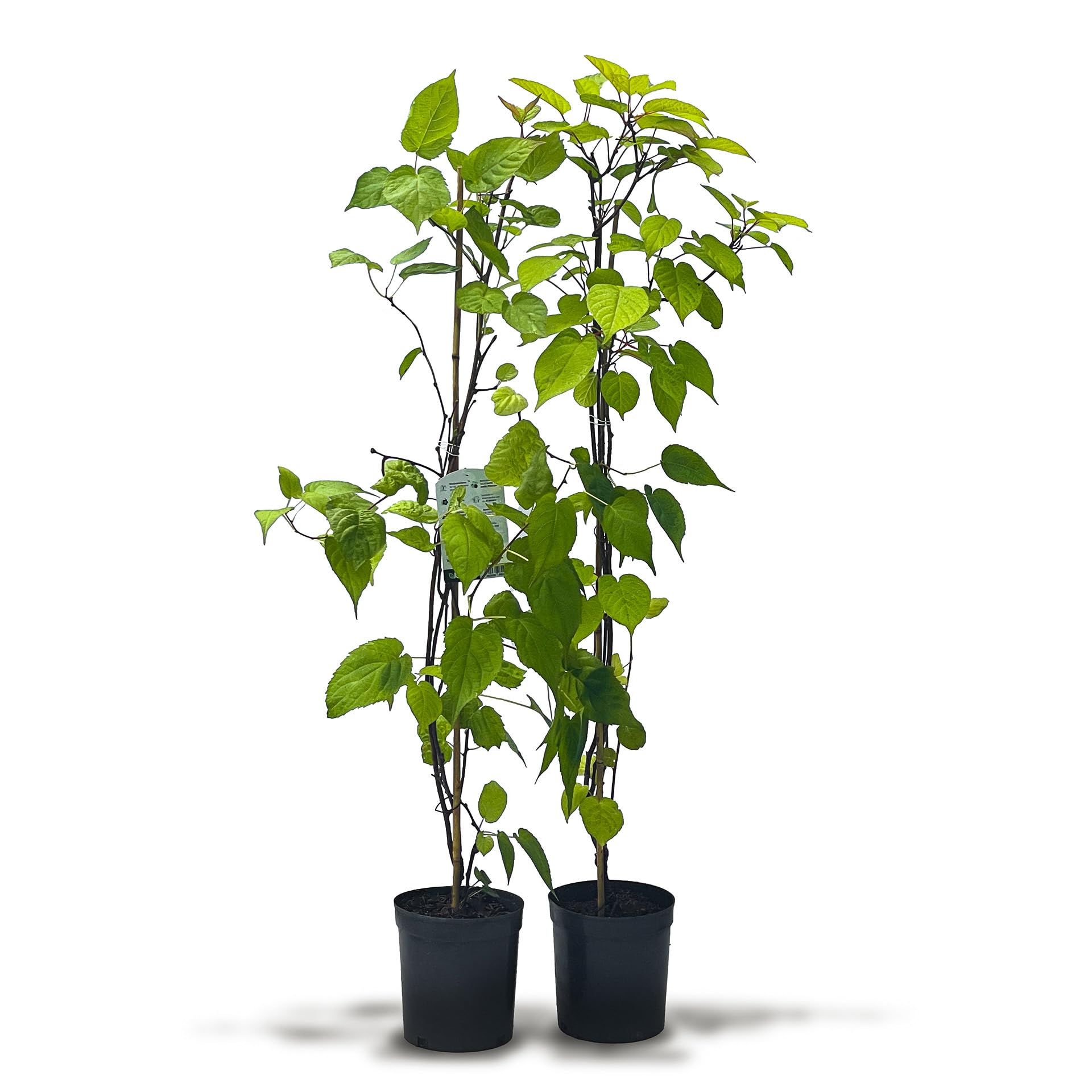 Mini kiwi pour pergola : lot de 2 plants de kiwi de Sibérie mâle et femelle