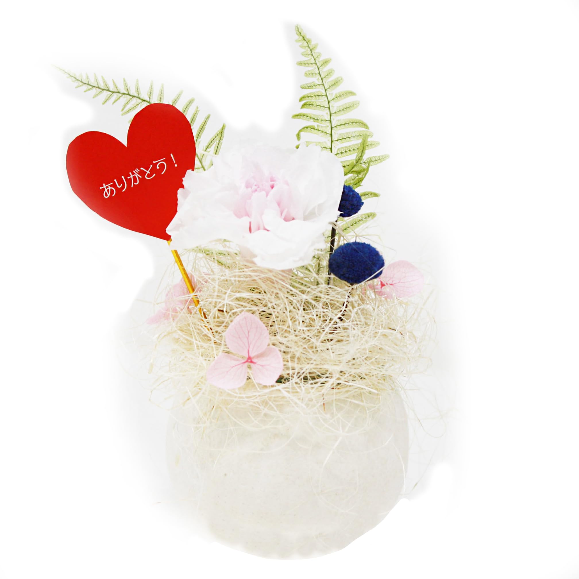 Amazon｜A＆K 【 ころんちゃん ホワイト カーネーション  