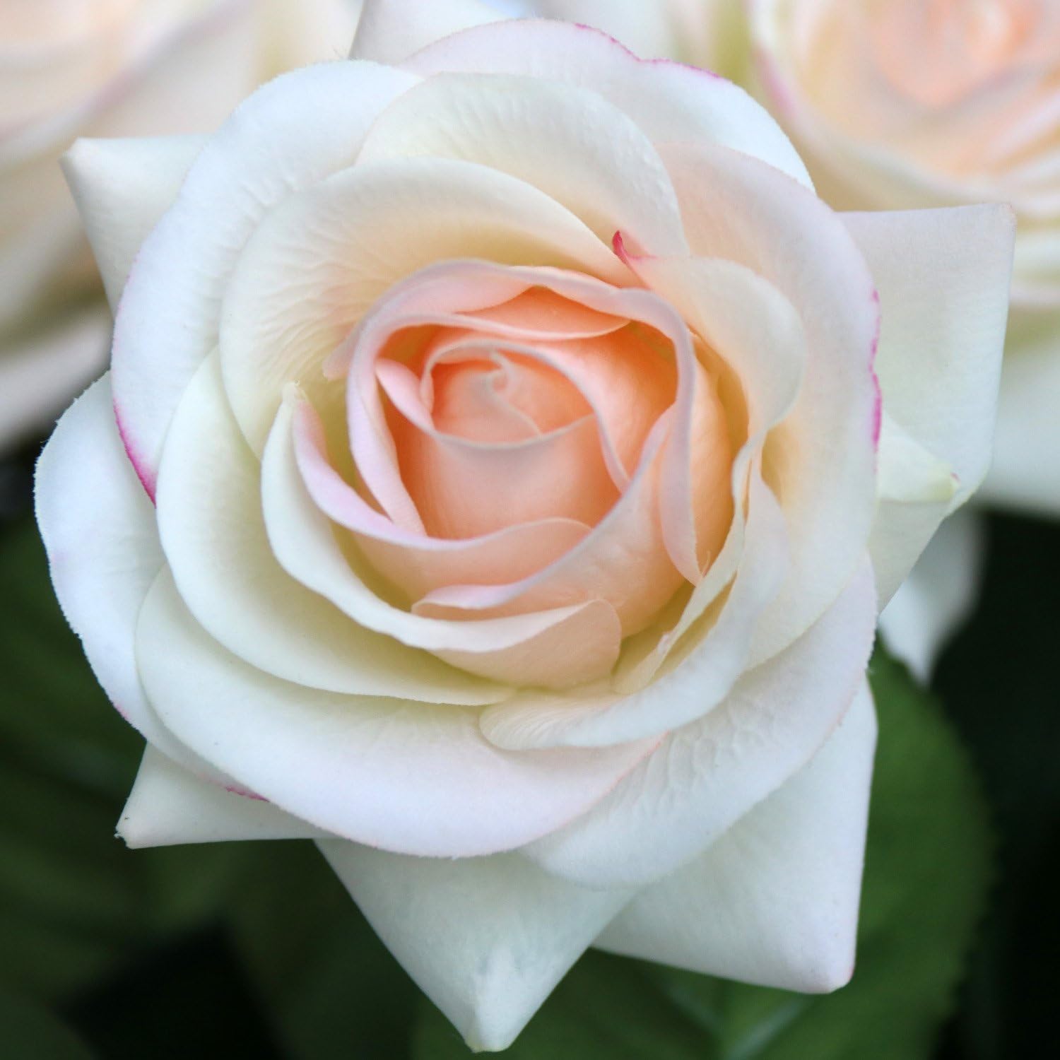 N YONGNUO 12Pcs Real Touch Latex Moisturizing Aritificial Flowers Rose of True and Natural for Wedding Bouquet/Home Decor or As A Gift Send to Ourself/Wife/Mother/Friends/Valentine's Day