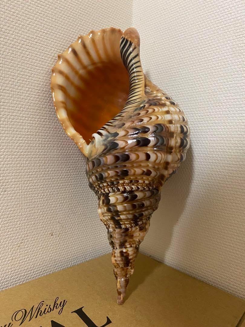 法螺貝　ホラ貝　特大35cm 新鮮な法螺貝　虫喰いなし 法螺貝 ホラ貝 特大35cm 新鮮な法螺貝 虫喰いなし 法螺貝 ホラ貝 特大