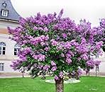 Two Pack of Common Old Fashioned Lilac Bushes - Fragrant Lavender Purple Flowers - 2 Live Plants 1 to 2 Feet Tall - Attract Hummingbirds and Butterflies