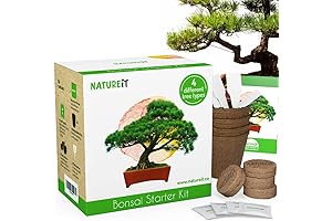 DIY Christmas Tree Starter Kit: Grow 4 Mini Bonsai Trees for Indoor/Outdoor Decoration