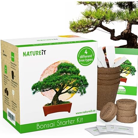 DIY Christmas Tree Starter Kit: Grow 4 Mini Bonsai Trees for Indoor/Outdoor Decoration