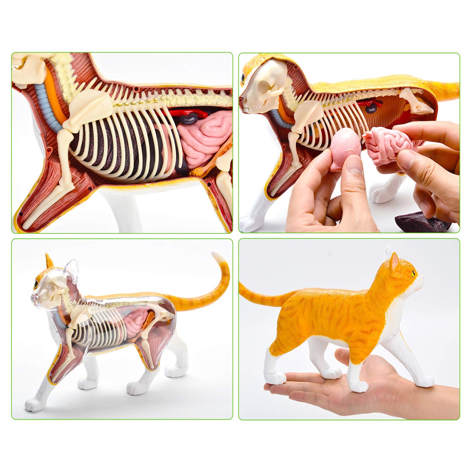 Amazon.co.jp: 解剖学モデル猫解剖学モデル-4Dビジョンタビーオレンジ