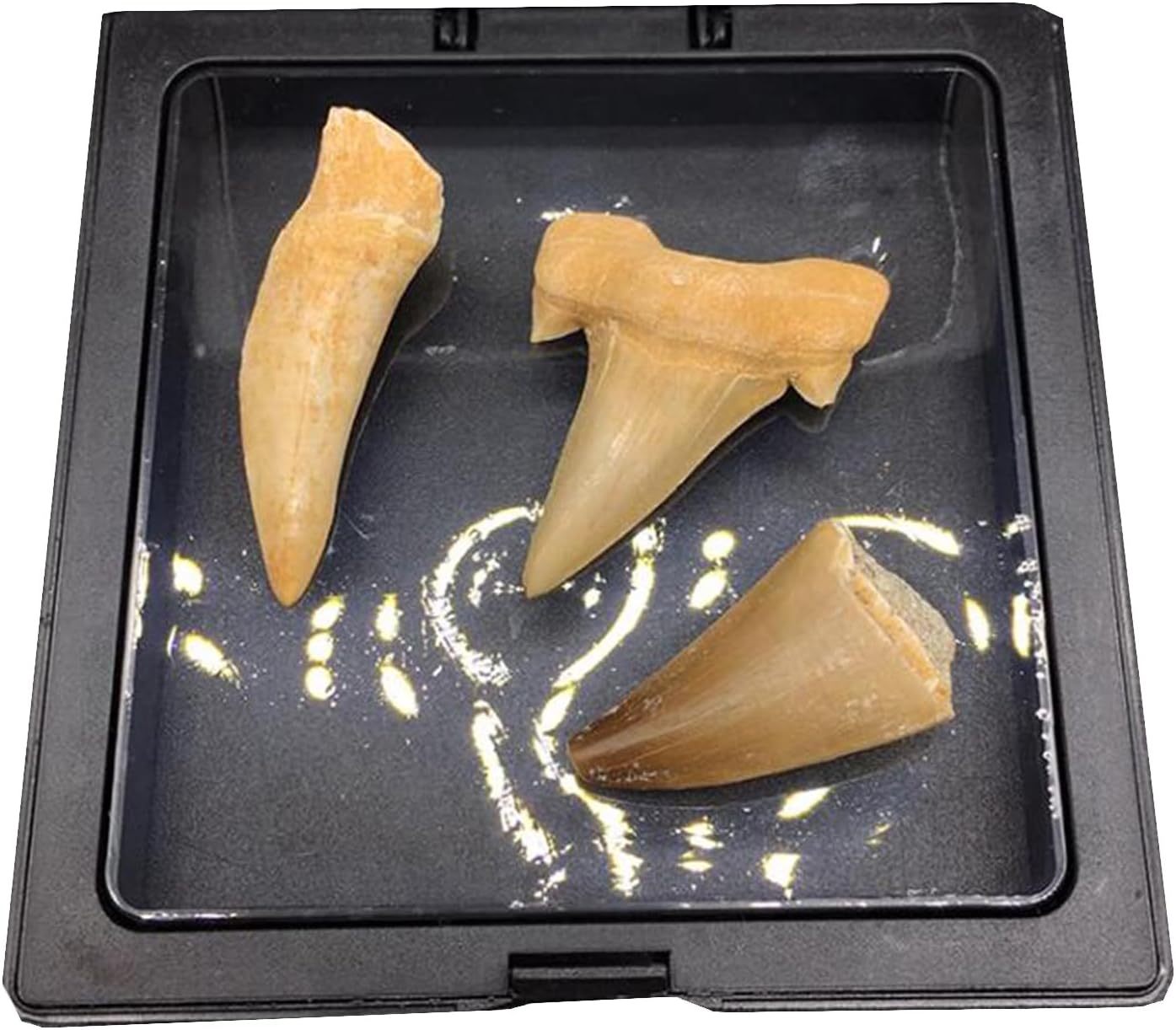 Shark Tooth Fossil - Natural Paleontological Fossil Teeth - Slant Ear Tooth Shark Spear Tooth Fish Teaching Science Specimen Ornament Children's Gift,Natural,4cm,Natural-4cm