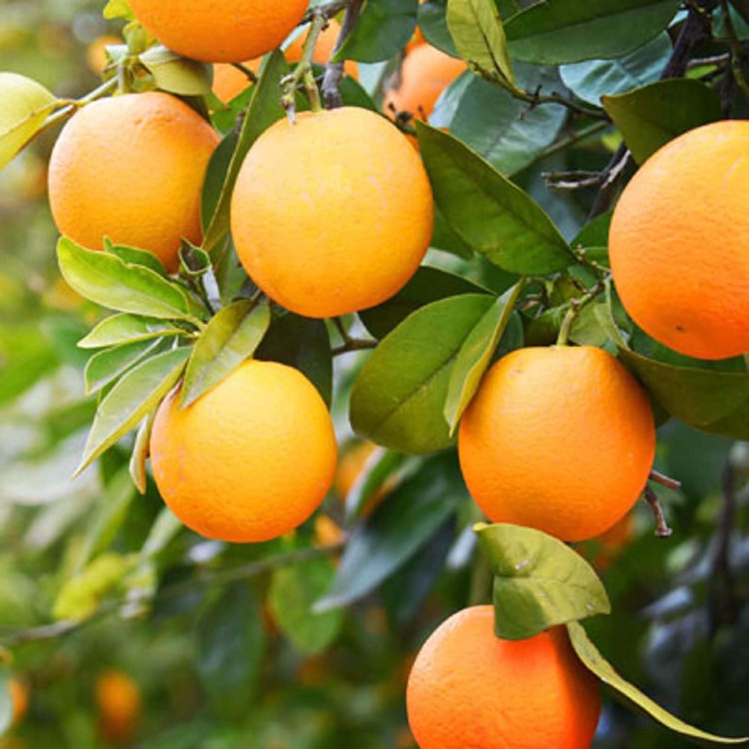 See full amazon price history chart for IXORA Bhutani Chataki Orange Variety Grafted Santra Fruit Live Plants & Tree(1-2 Feet Size) IXORA Bhutani Chataki Orange Variety Grafted Santra Fruit Live Plants & Tree(1-2 Feet Size) (B0BM82SFPK) Amazon Price History, Amazon Price Tracker
