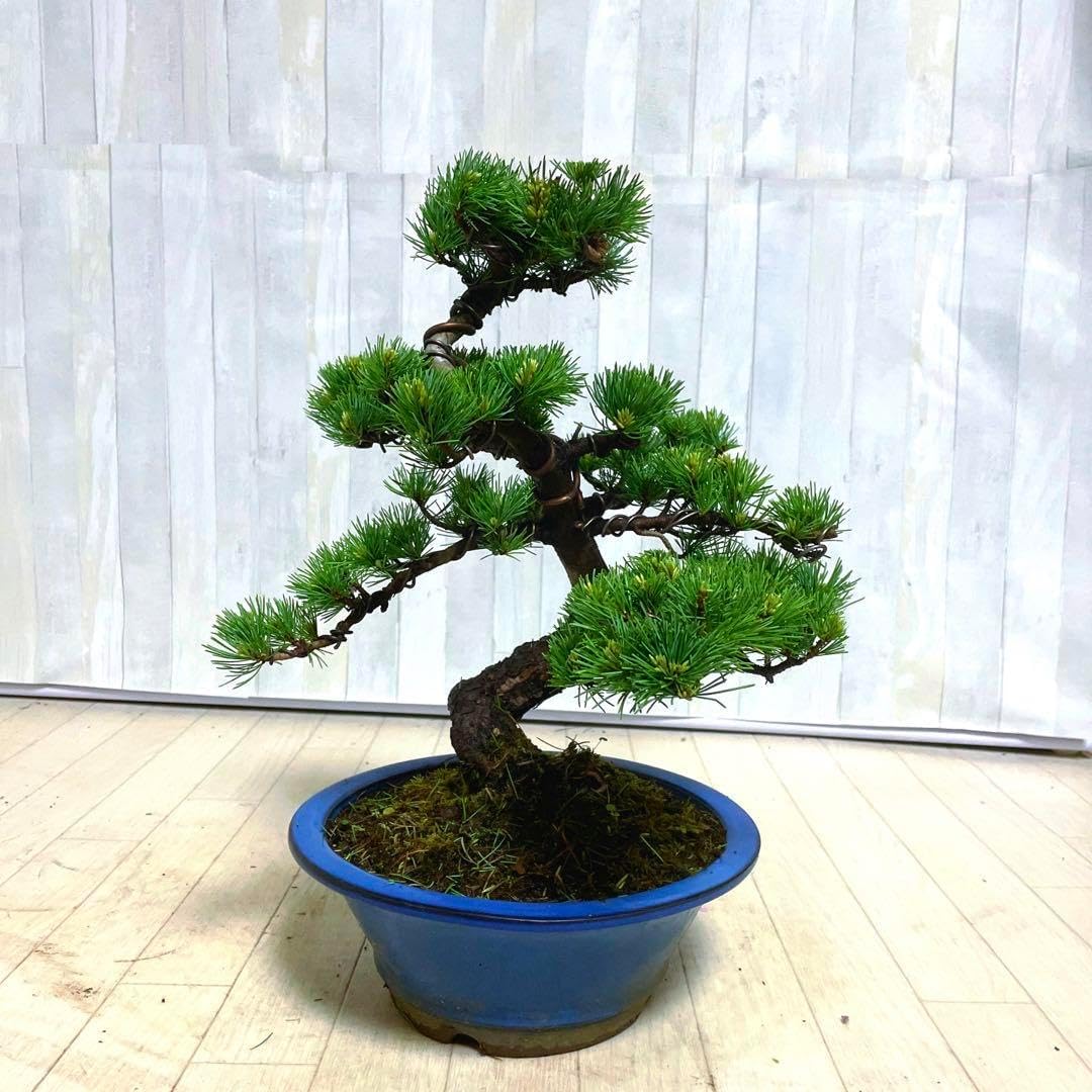 ◎人気盆栽 中品 ☆五葉松 葉性良好《神 ジン》 ◎人気盆栽 中品 ☆五葉松 葉性良好《神 ジン》
