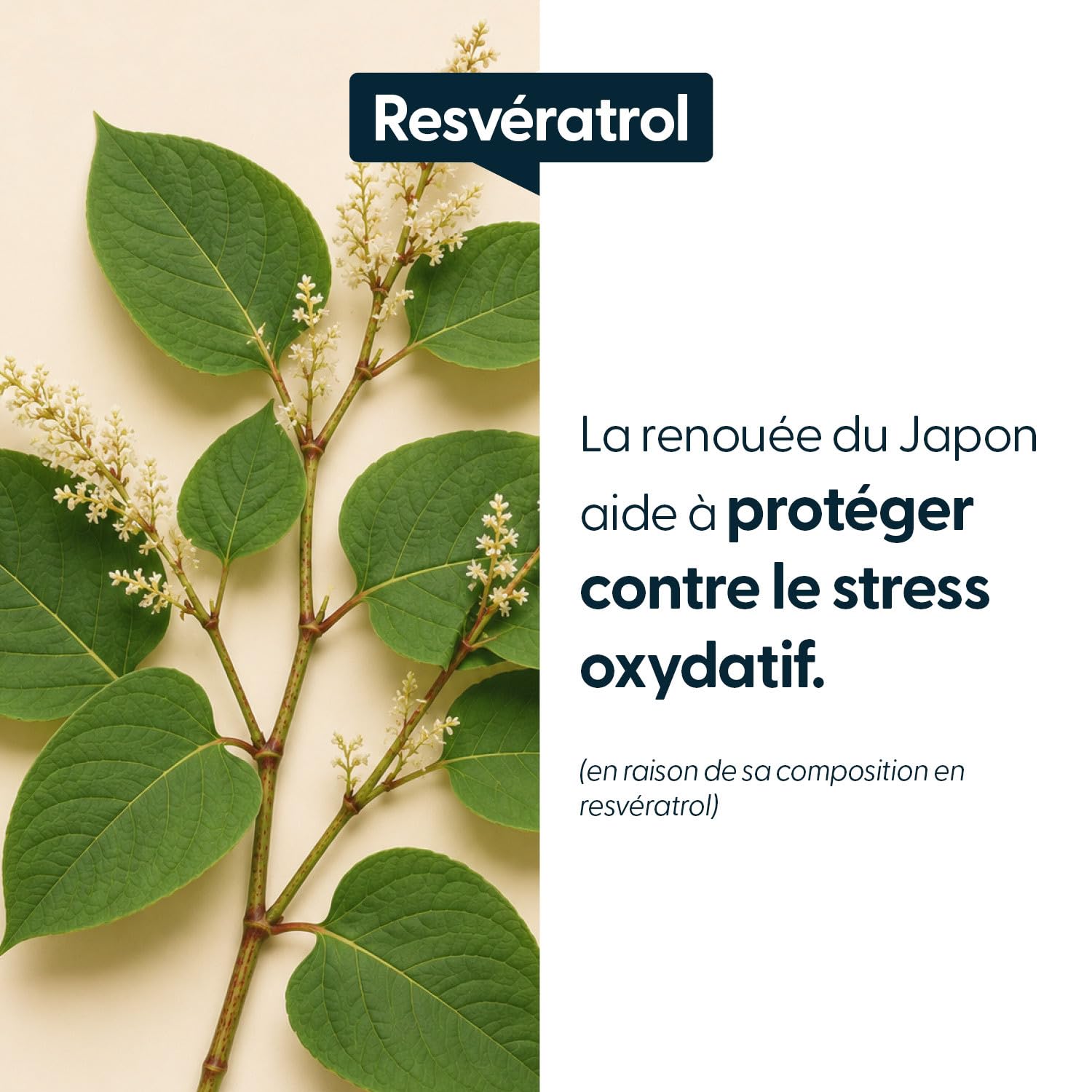 La Compagnie des Sens - Resvératrol Concentré 400 mg/jour - Titrage 98% Trans-Resvératrol, Ratio 100:1-180 gélules végétales (3 mois) - Fabriqué en France