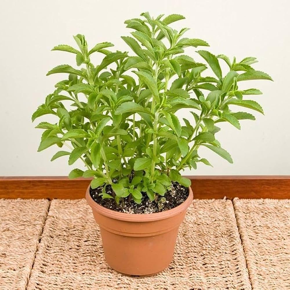 Stevia Live Plant, Natural Sweetener Herb, medicinal plant Stevia | (hight6 15-16 cm) | (Pack Of 1)-image-4