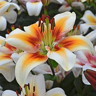 QMXCING 2 Rare Oriental Lily Bulbs Flower Mix Fragrant Beautiful Flower Courtyard Terrace Horticultural Landscape Suitable for Novice Gardener Family Gardening and Planting