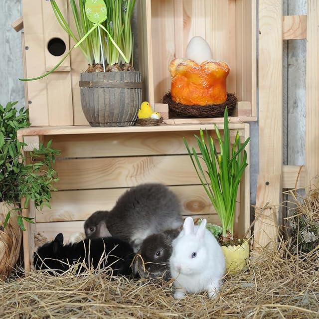 Foto 3 de 3 de POSH Alimento para conejos de 10 kg, mezcla natural con verduras, alfalfa y cereales