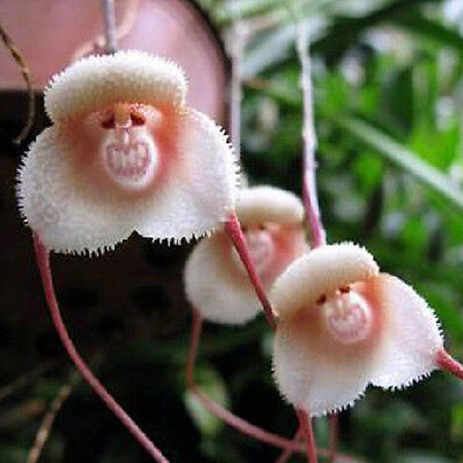 Seeds for Gardening,20 Pcs Monkey Face Orchid Flower Seeds Bonsai