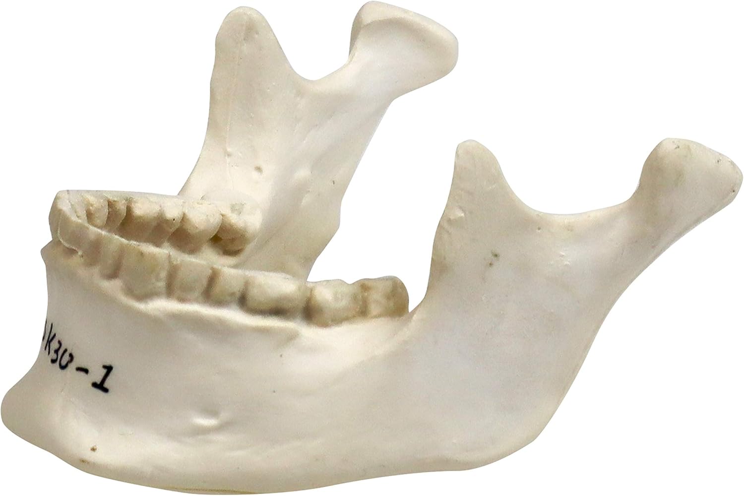 Parco Scientific PB00157 22-Part Totally Disarticulated Plastic Skull