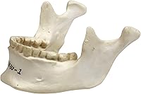 Vista 2 de Parco Scientific PB00157 Cráneo de plástico totalmente desarticulado de 22 partes