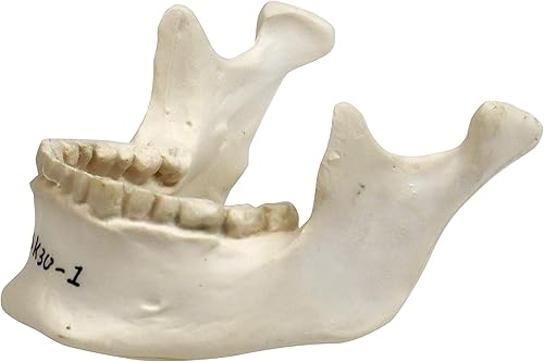 Miniatura 2 de Parco Scientific PB00157 Cráneo de plástico totalmente desarticulado de 22 partes